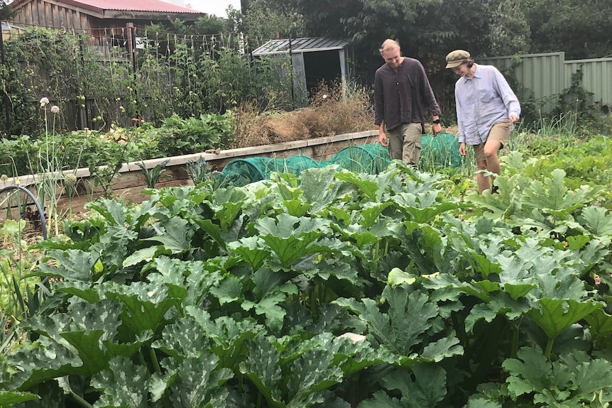A man and a woman walk through a large vegetable patch.
