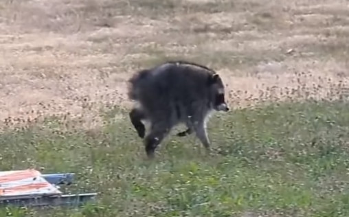 Meet 'Jimothy', the viral, short-spined raccoon who roams Seattle