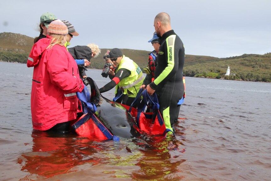 A rescue team supports a whale on a tarp