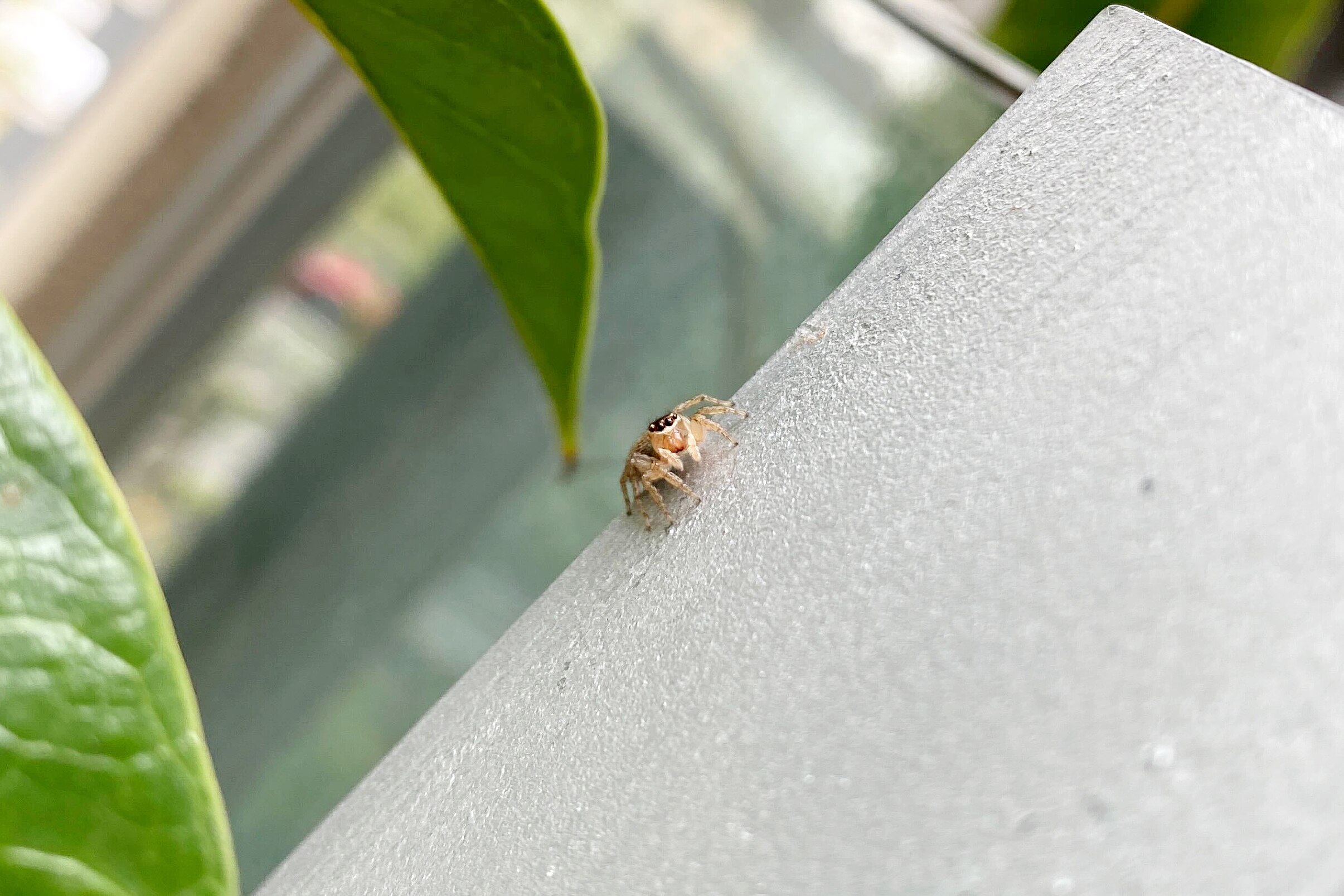 A tiny spider on a sloping edge next to large leaves of a house plant, the background is blurry.