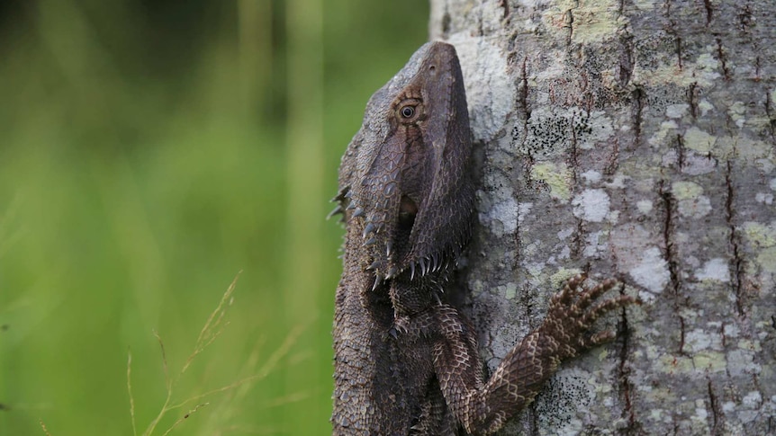 A lizard climbs the trunk of  a tree