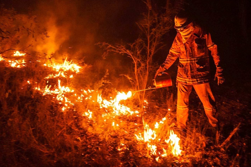 A firefighter carries out back-burning operations in the Blue Mountains