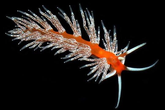 A bright orange sea slug with with soft, white translucent spindles, known as Facelina sp floats suspended in water.