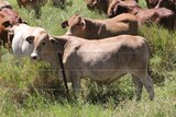 Senepol/Brahman cross cattle in a paddock