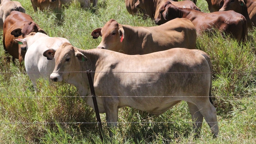 Senepol/Brahman cross cattle in a paddock