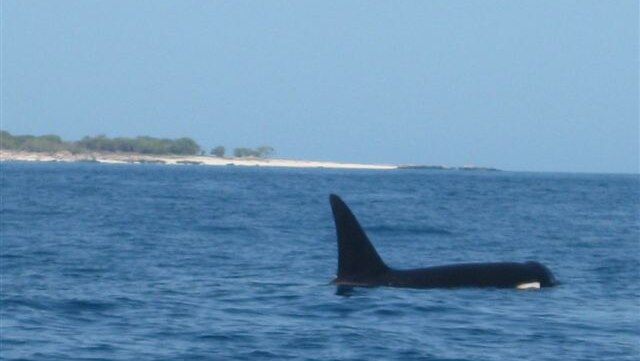 Killer whale spotted in NT waters near Groote Eylandt