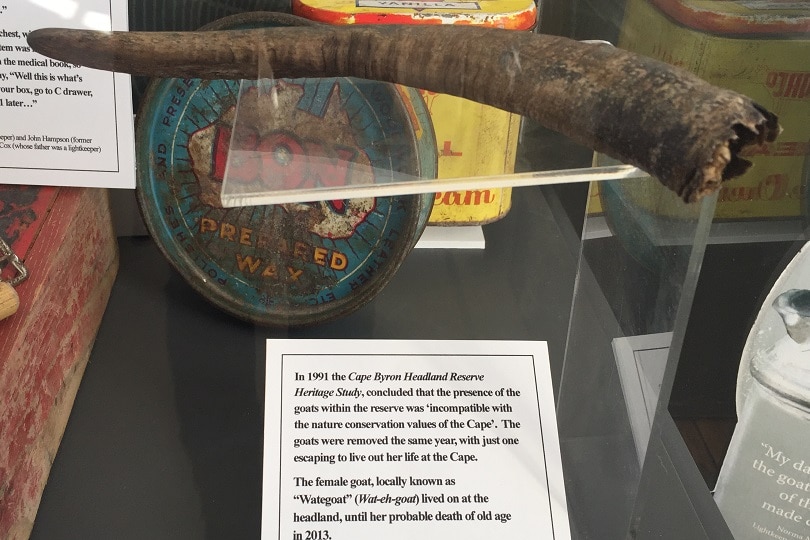 A goat horn on a display stand in a museum.