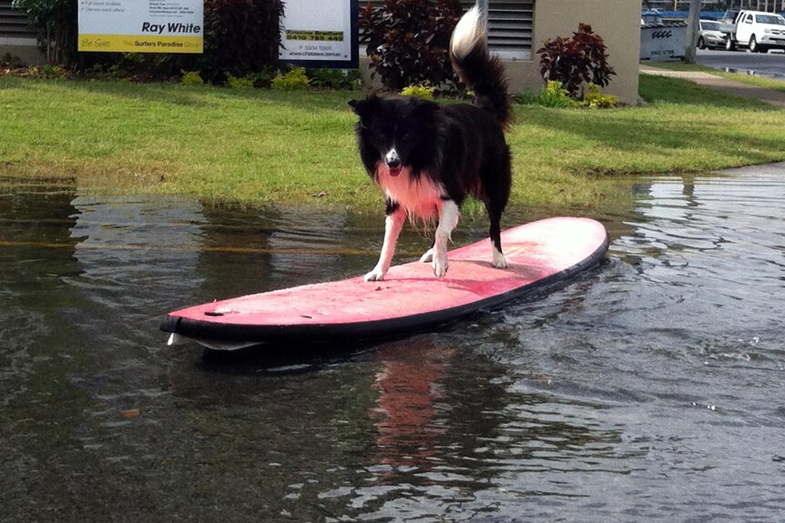 A dog takes to a surfboard during a king tide at Budds Beach on Queensland's Gold Coast.