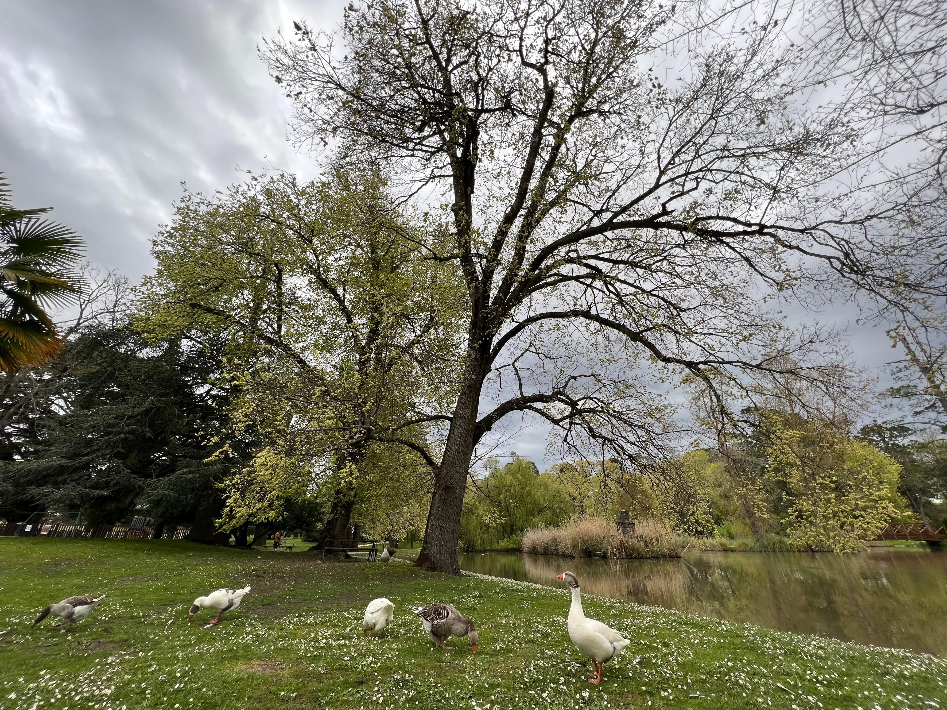 Geese graze on a grassy area near a tree and a waterway.
