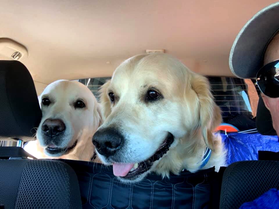 Two blonde labradors smile from the back seat of a car