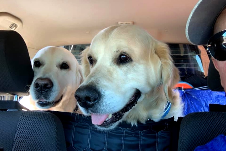 Two blonde labradors smile from the back seat of a car