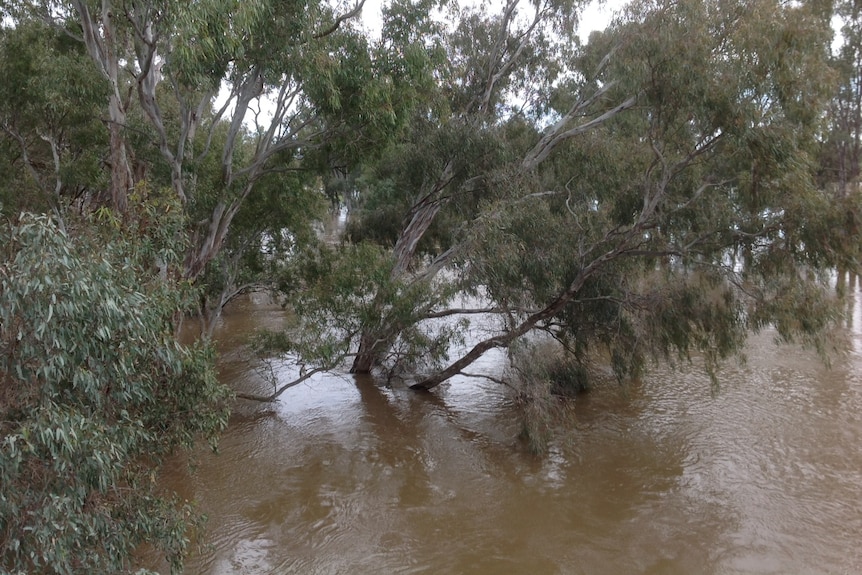 The flood waters in Forbes have started to subside, but will rise again later in the week.