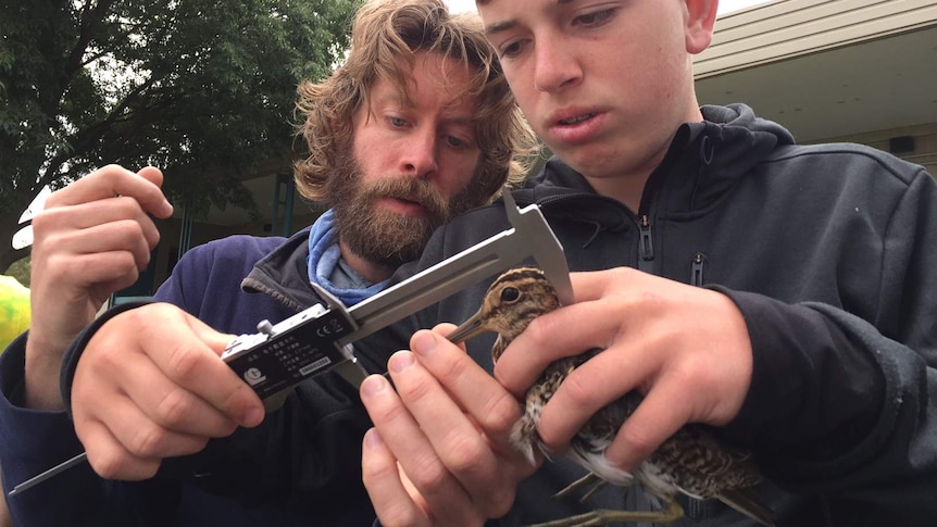 A young researcher holds a Latham s Snipe in his hands.