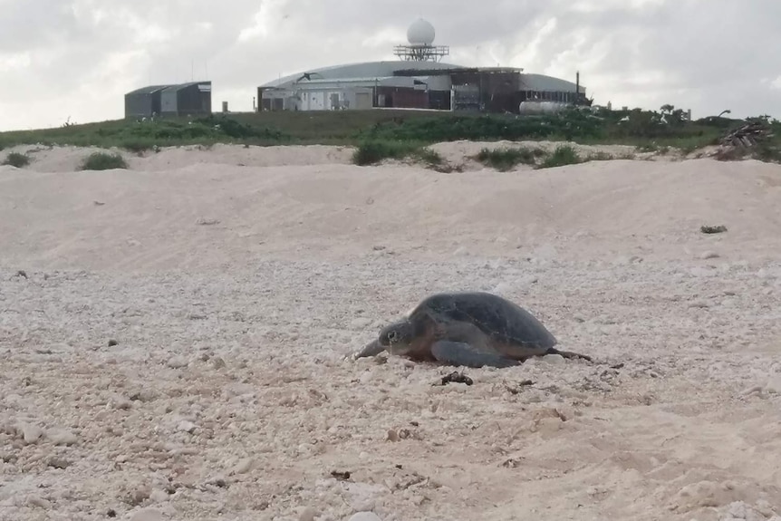 A green turtle returns to shore after laying eggs on Willis Island in the Coral Sea.