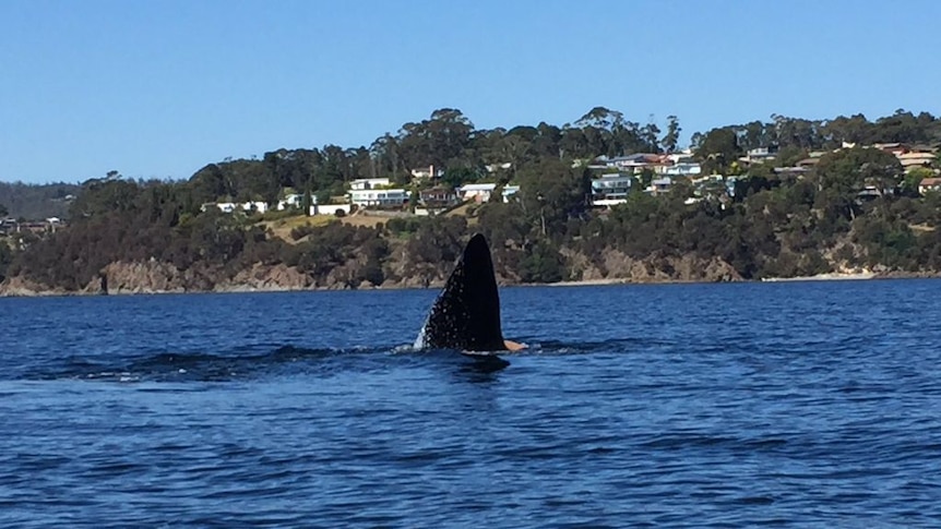 Southern right whale attracts a crowd