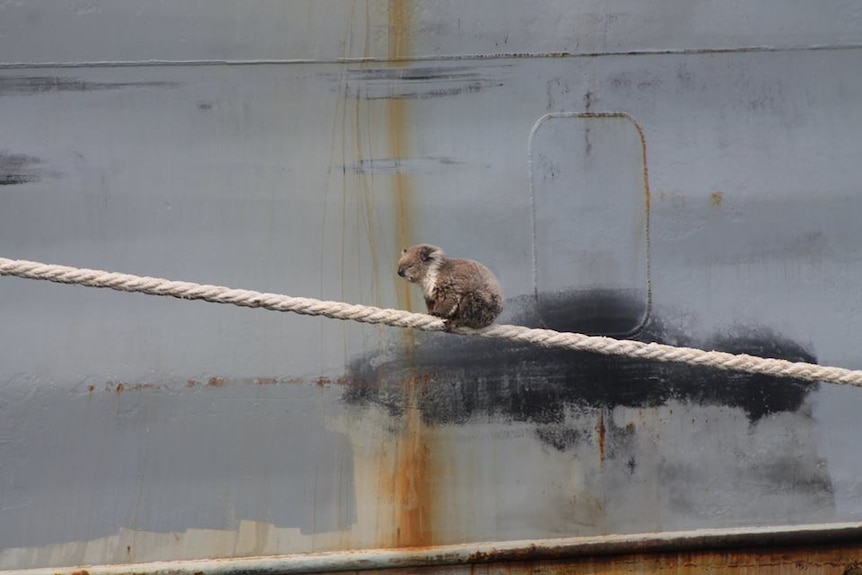 A koala crawling along a rope next to the hull of a large ship.