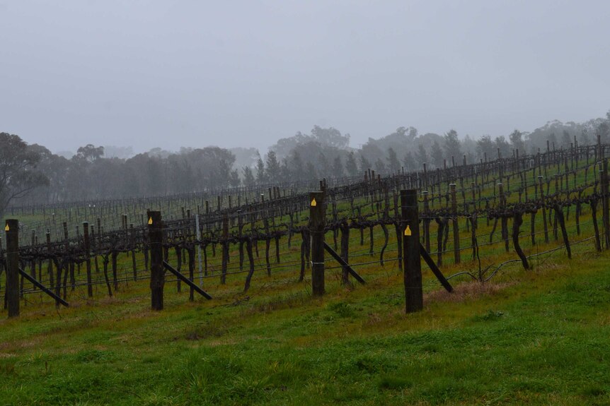 Rows of unripened vines during a rainy day