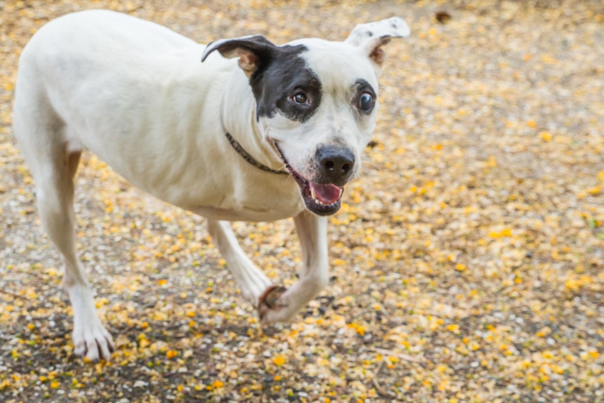 One of the three-legged dogs running around the farm.