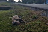 A dead koala found alongside Ewingsdale Road in Byron Bay.