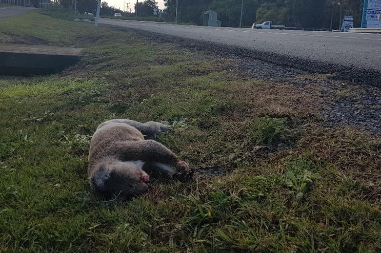 A dead koala found alongside Ewingsdale Road in Byron Bay.