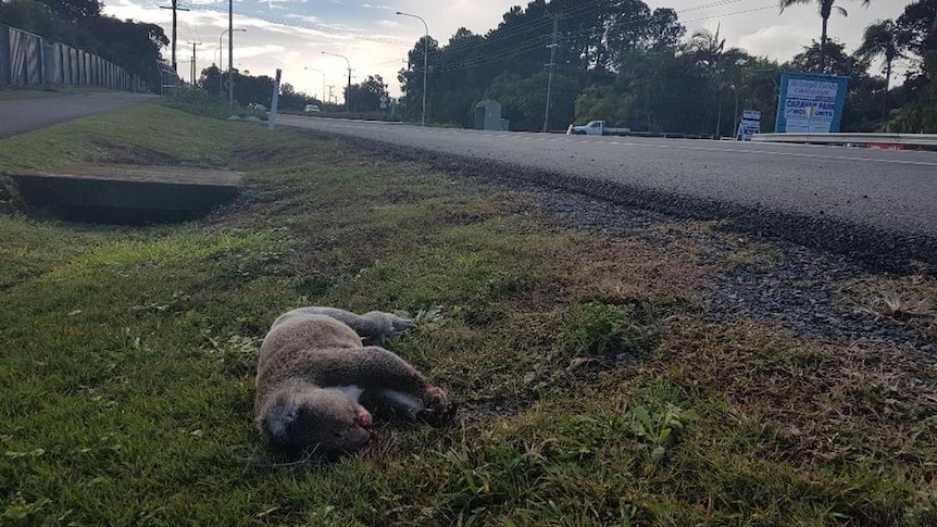 A dead koala found alongside Ewingsdale Road in Byron Bay.