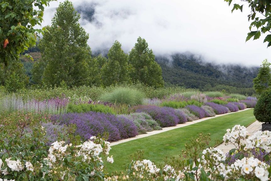 Clouds cover mountains behind a country garden filled with purple flowering bushes.