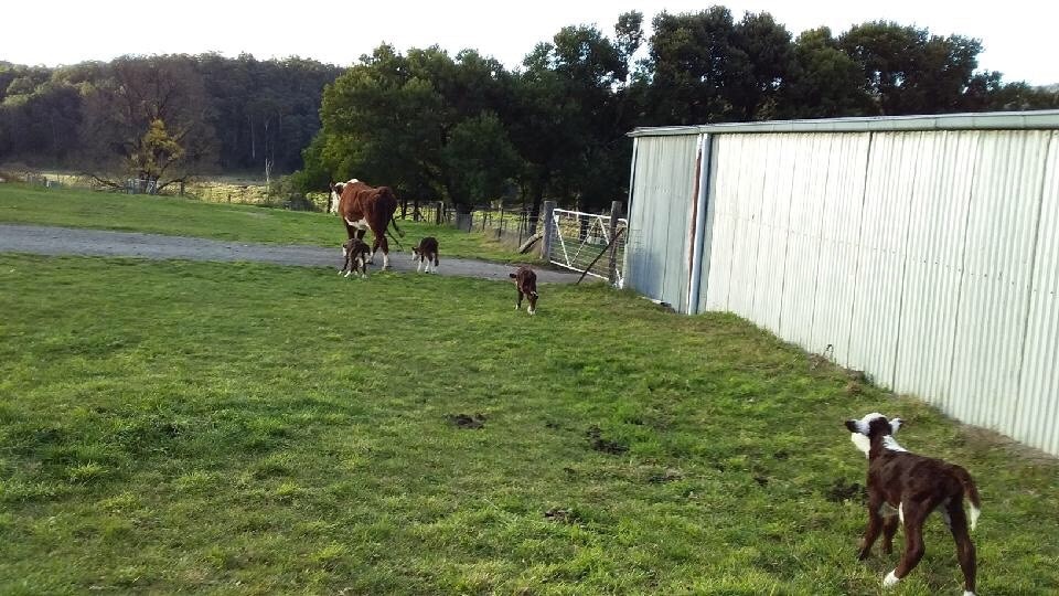 Cow and calves run in a paddock