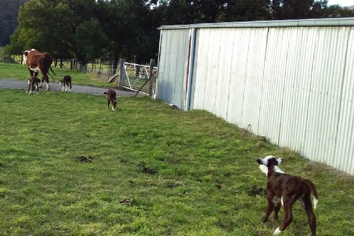 Cow and calves run in a paddock