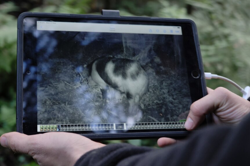 an ipad shows a photo of a pig at night