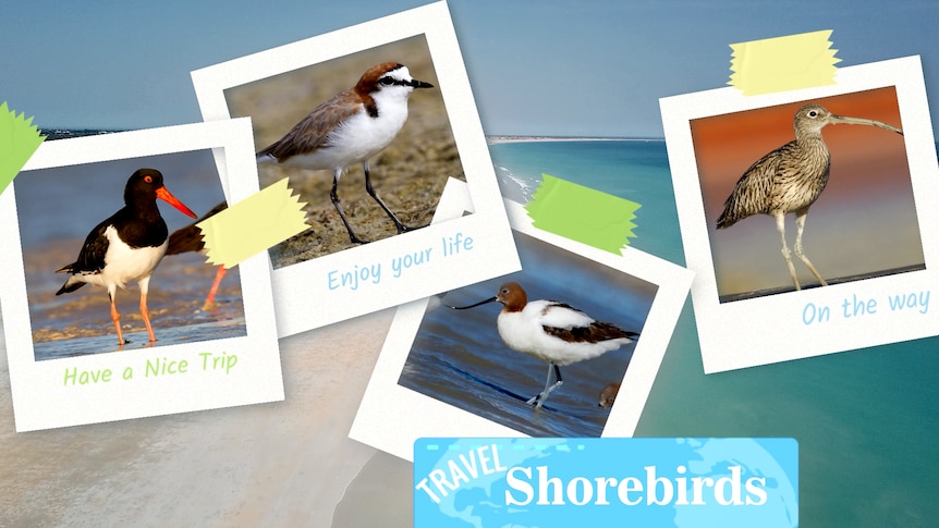 Illustration of a collection of photos showing various shorebird species with a aerial shot of a beach in the background.