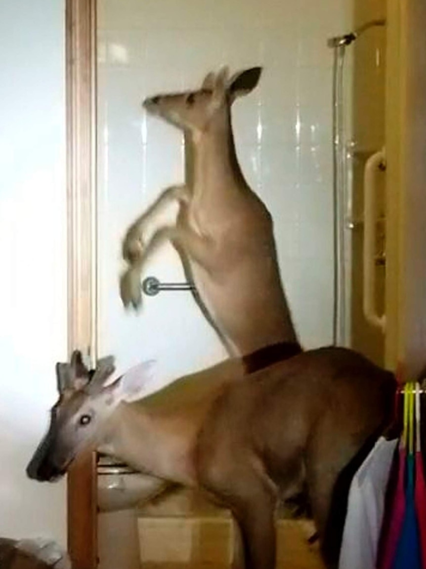 Two deer in the bathroom of an elderly woman's apartment in Indiana.