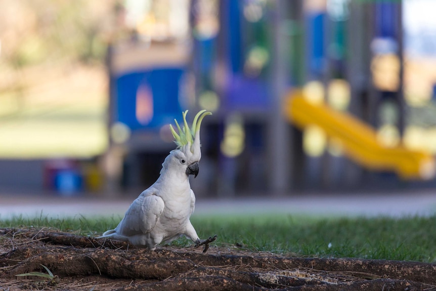 A cockatoo walking along the ground