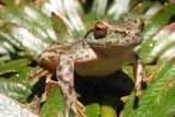 Spotted tree frog returned to Mount Buffalo