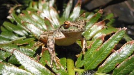 Spotted tree frog returned to Mount Buffalo