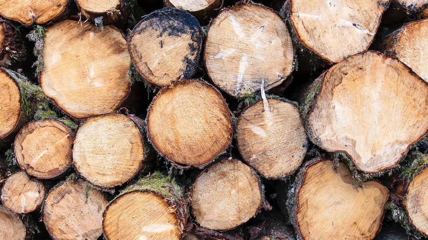 Pile of stacked cut tree logs.