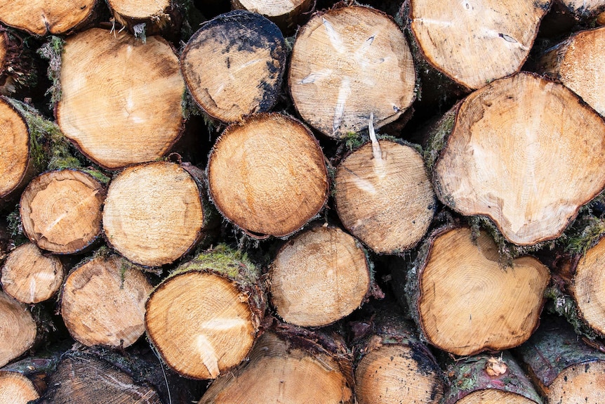Pile of stacked cut tree logs.