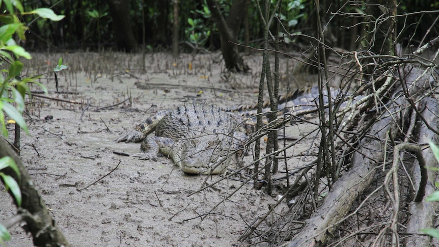 Female crocodile in the Proserpine River