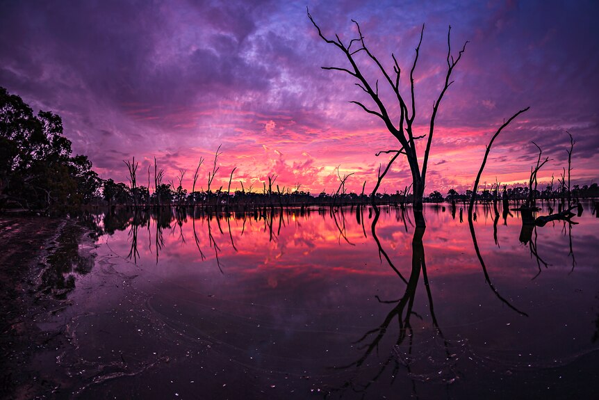 A pink, purple and blue sky rises over a lake lined with gum trees.