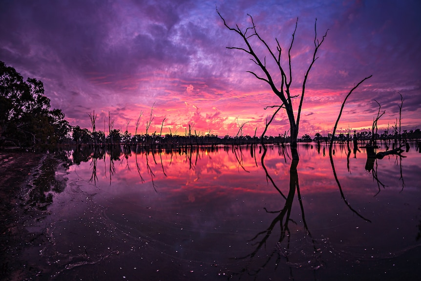 A pink, purple and blue sky rises over a lake lined with gum trees.