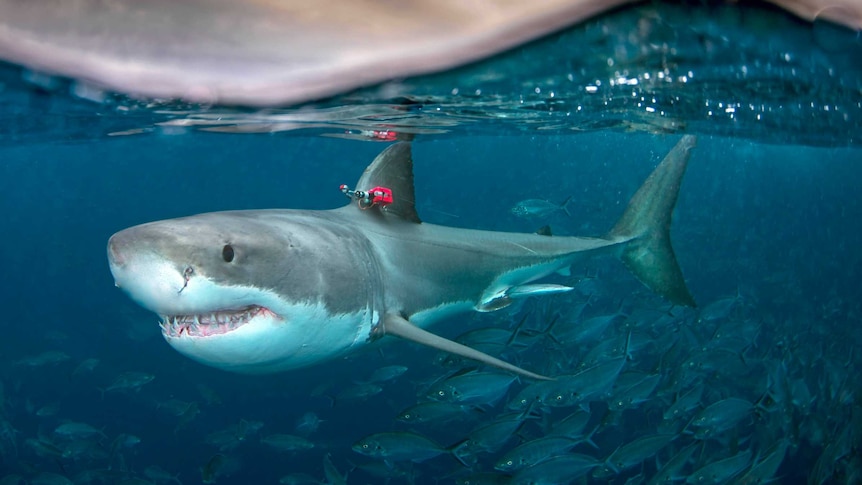 A great white shark with video camera.