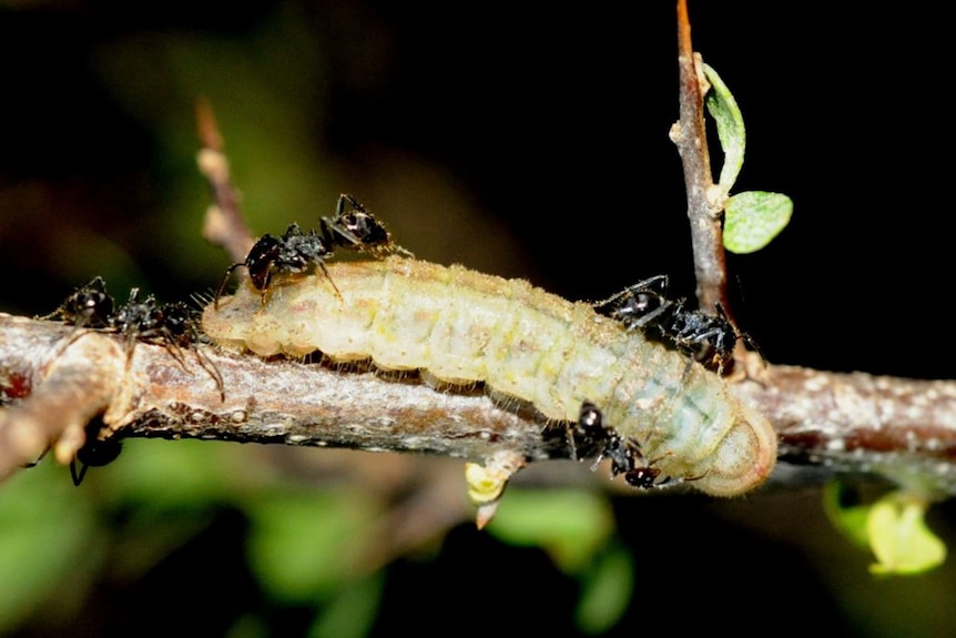 Ants crawl over a caterpillar sitting on a branch.