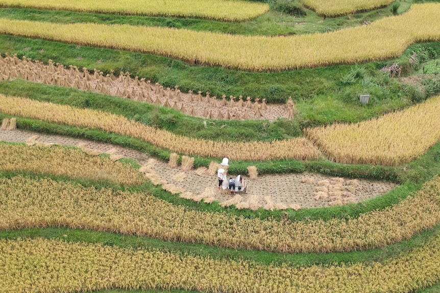贵州黔南，农民在稻田里收割水稻。