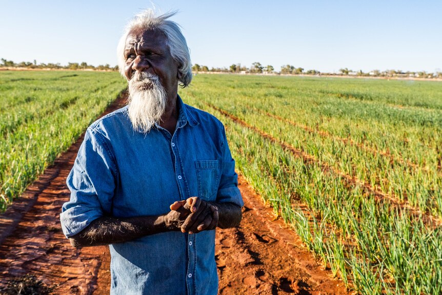 An Indigenous man standing in a field of crops, looking off to his right.