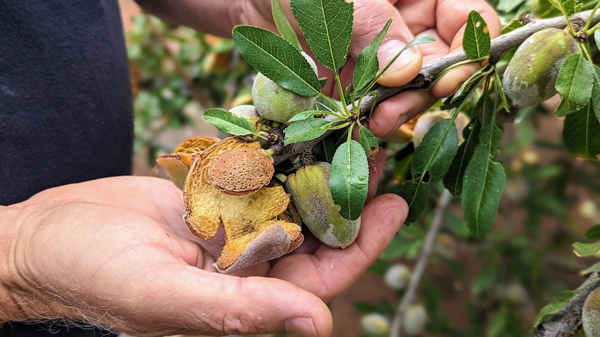 由于呼吁暂停种植，耗水量大的杏仁现在是墨累河下游种植的最大作物