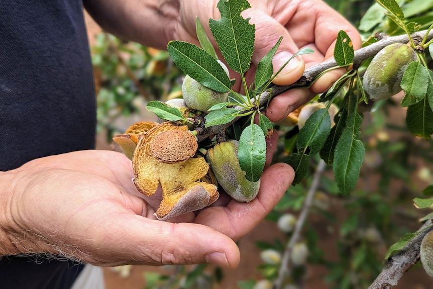 A hand holds almonds growing on a tree.