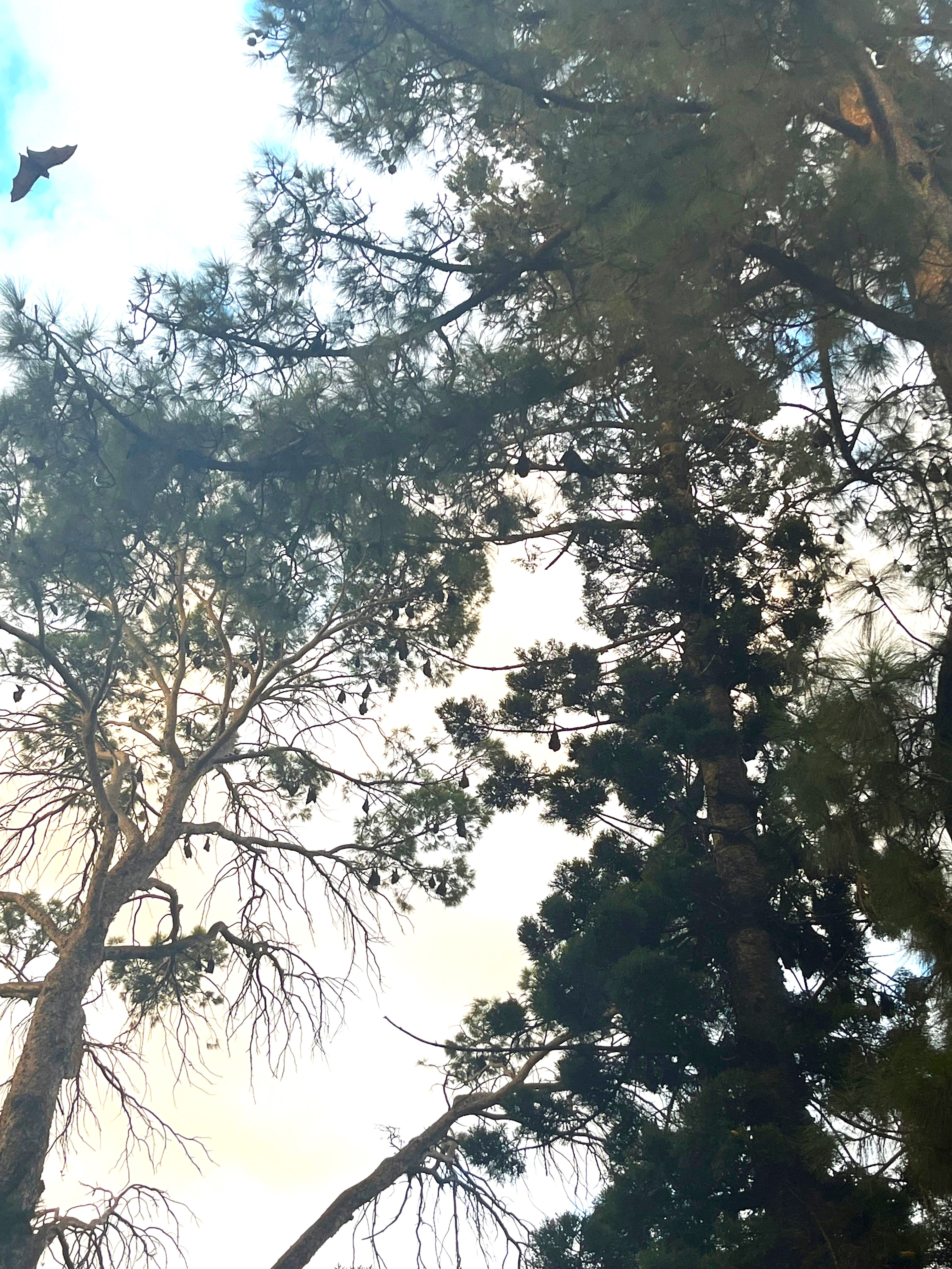 View up under large pine tree with bat silhouetted on blue sky, 