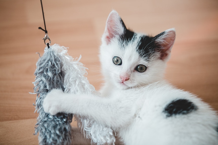 A white and black kitten playing with a fluffy toy on a string