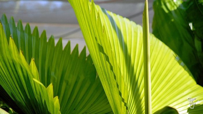Large palm fronds with sun shing through them in a garden.