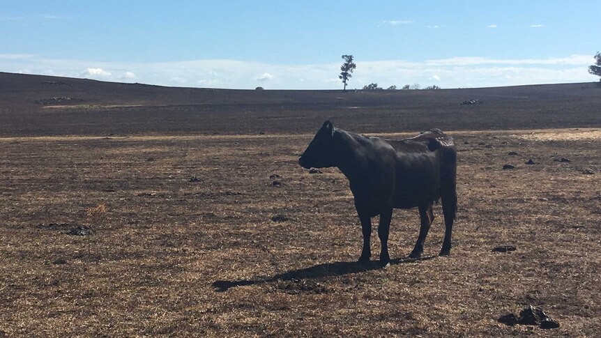 A cow stands alone in a burnt out paddock.