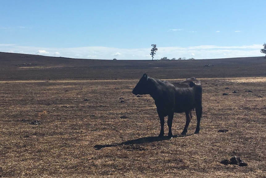 A cow stands alone in a burnt out paddock.